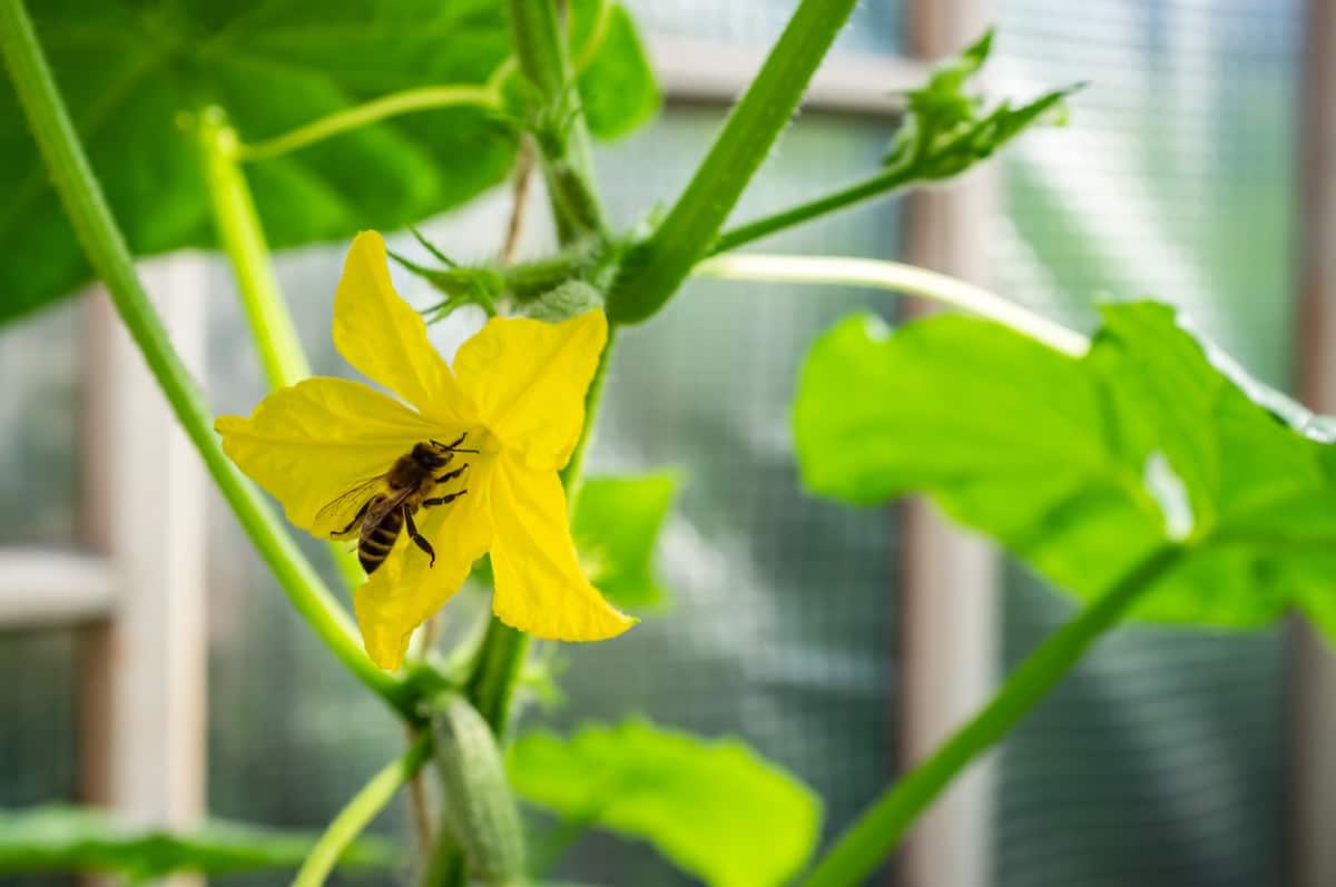 How to Pollinate Cucumbers by Hand