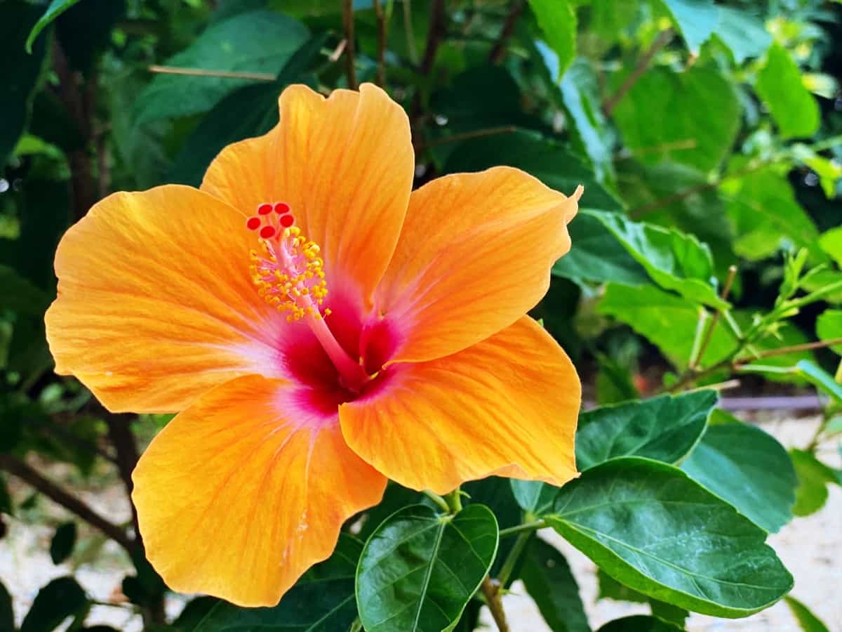 How to Pollinate Hibiscus Flowers