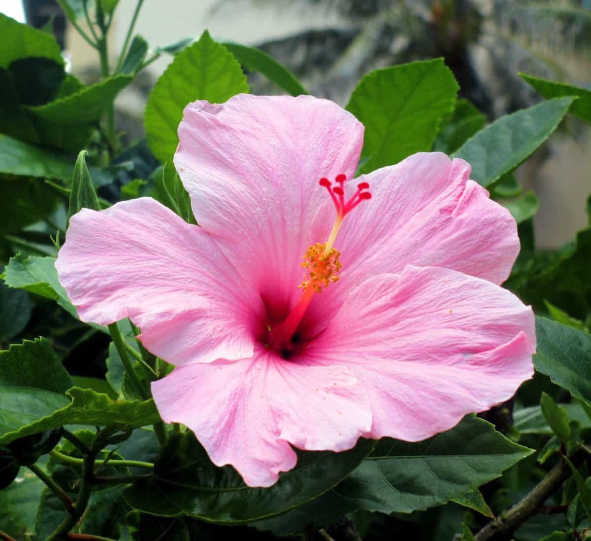 How to Pollinate Hibiscus Flowers4