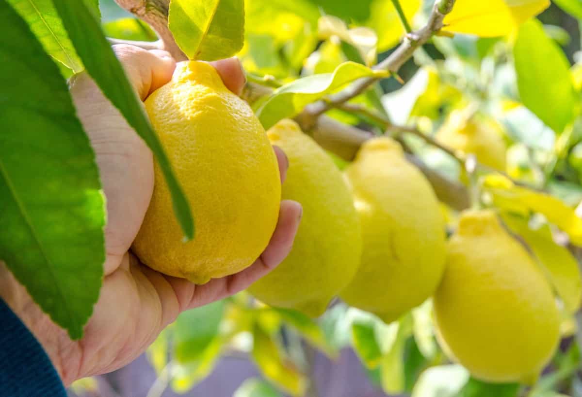 How to Pollinate Lemon Tree Flowers1