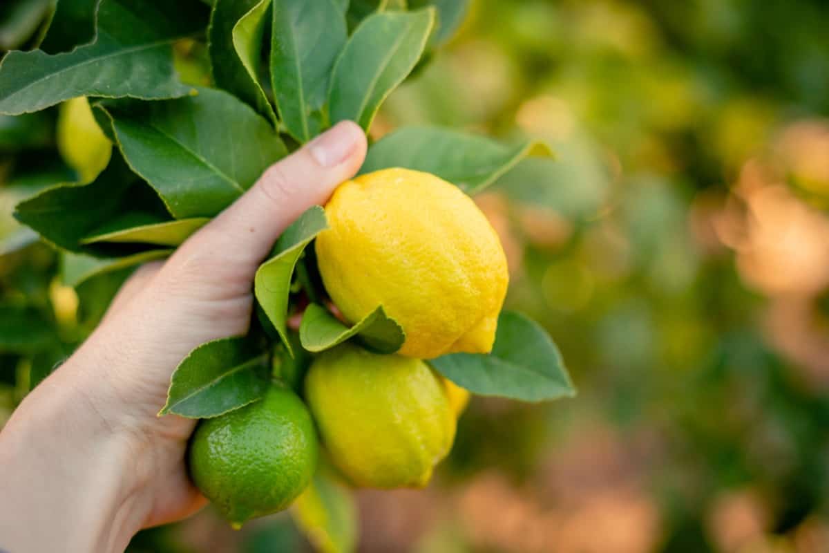 How to Pollinate Lemon Tree Flowers2