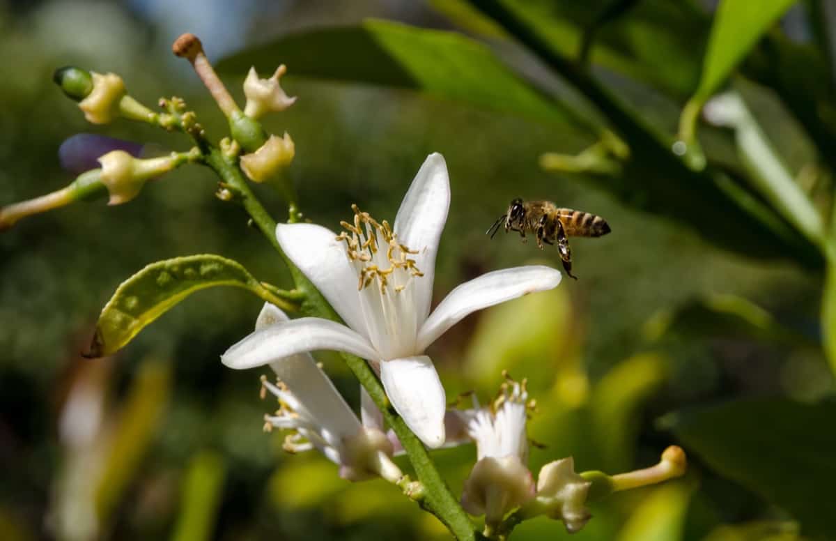 How to Pollinate Lemon Tree Flowers3