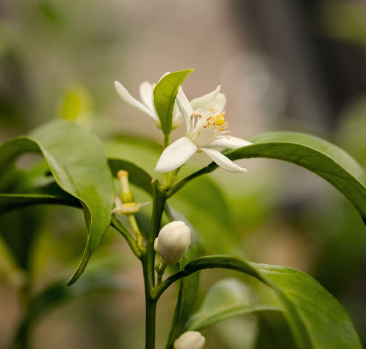 How to Pollinate Lemon Tree Flowers4