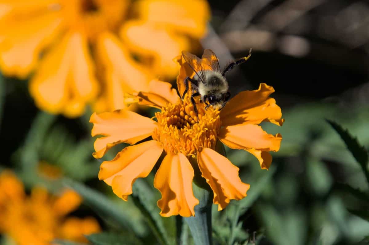 How to Pollinate Marigold Flowers