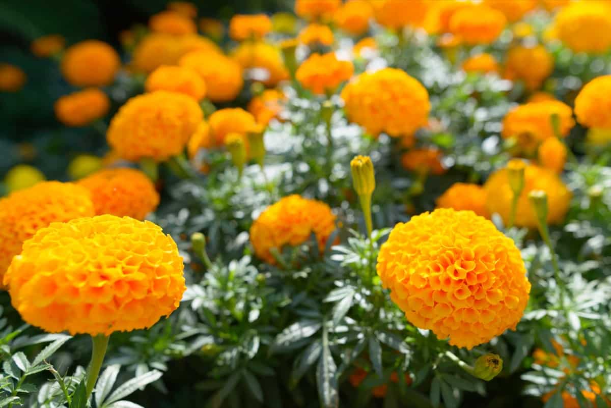 Yellow Marigold Gardening