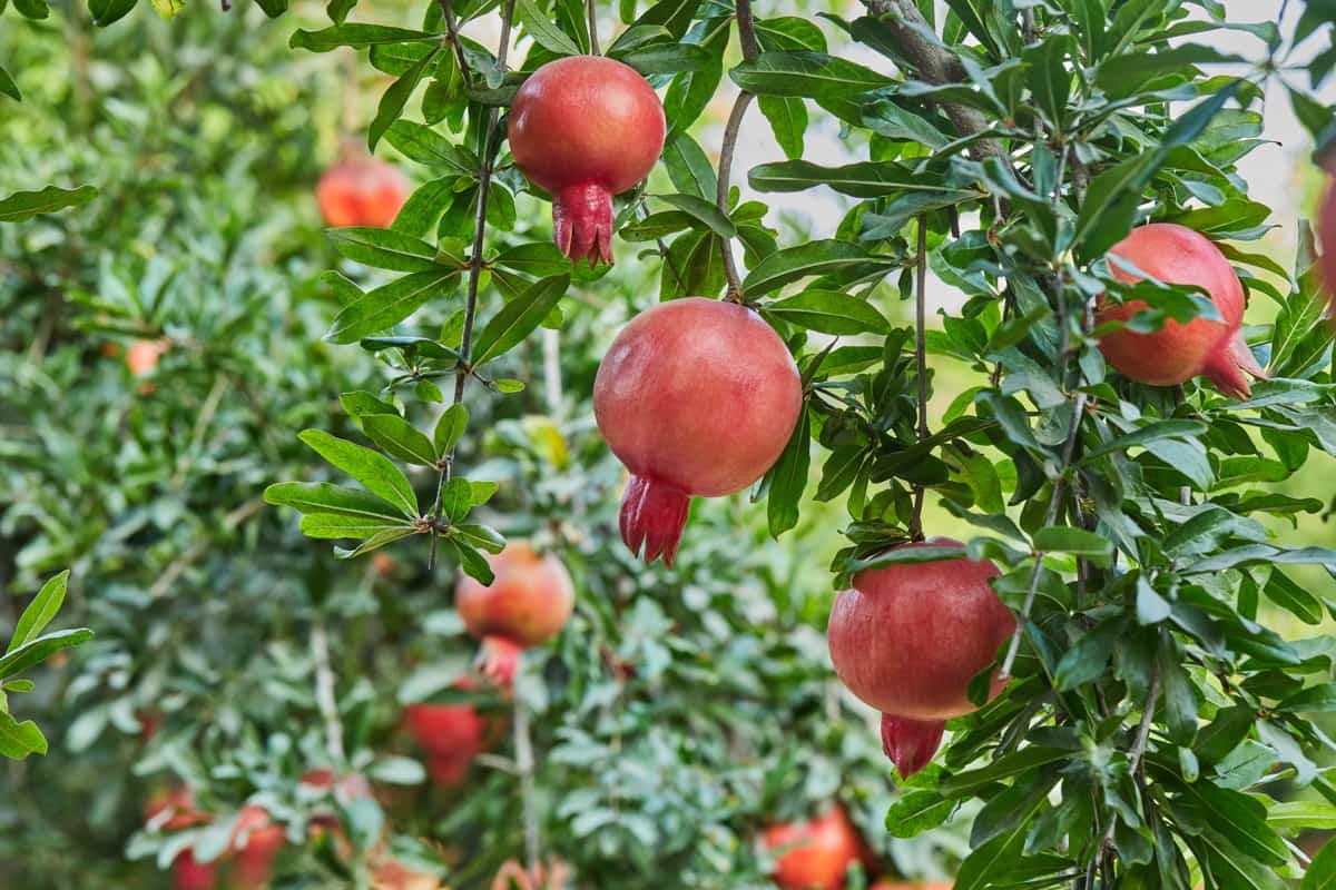 Pomegranate Farming