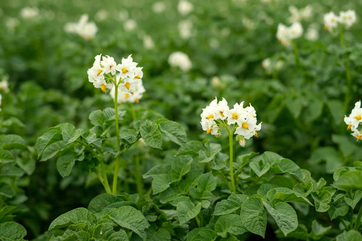 How to Pollinate Potato Flowers