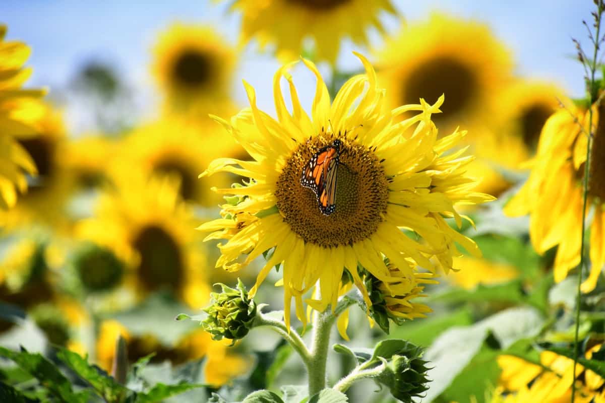 How to Pollinate Sunflowers