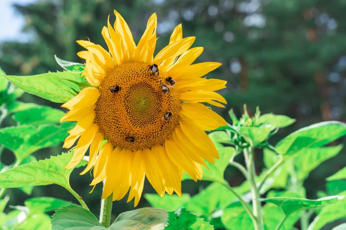 Sunflower Plant