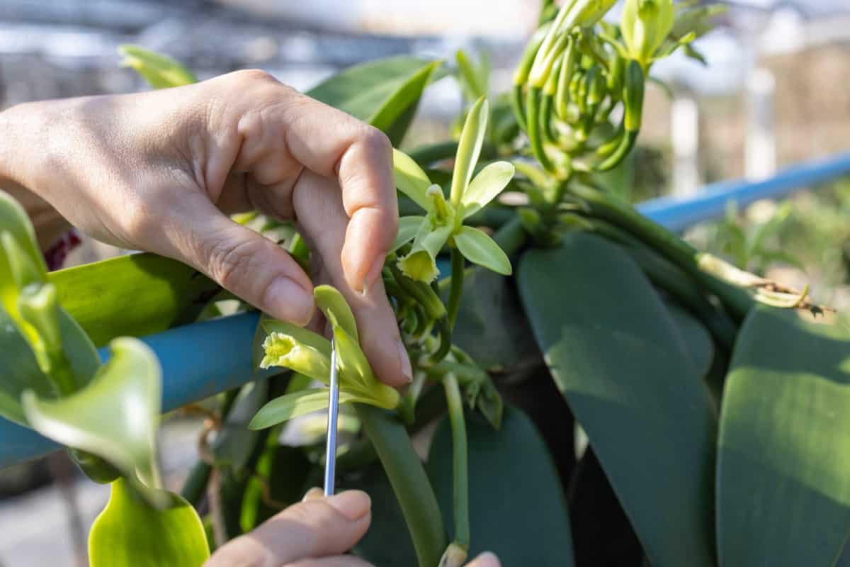 How to Pollinate Vanilla Flowers