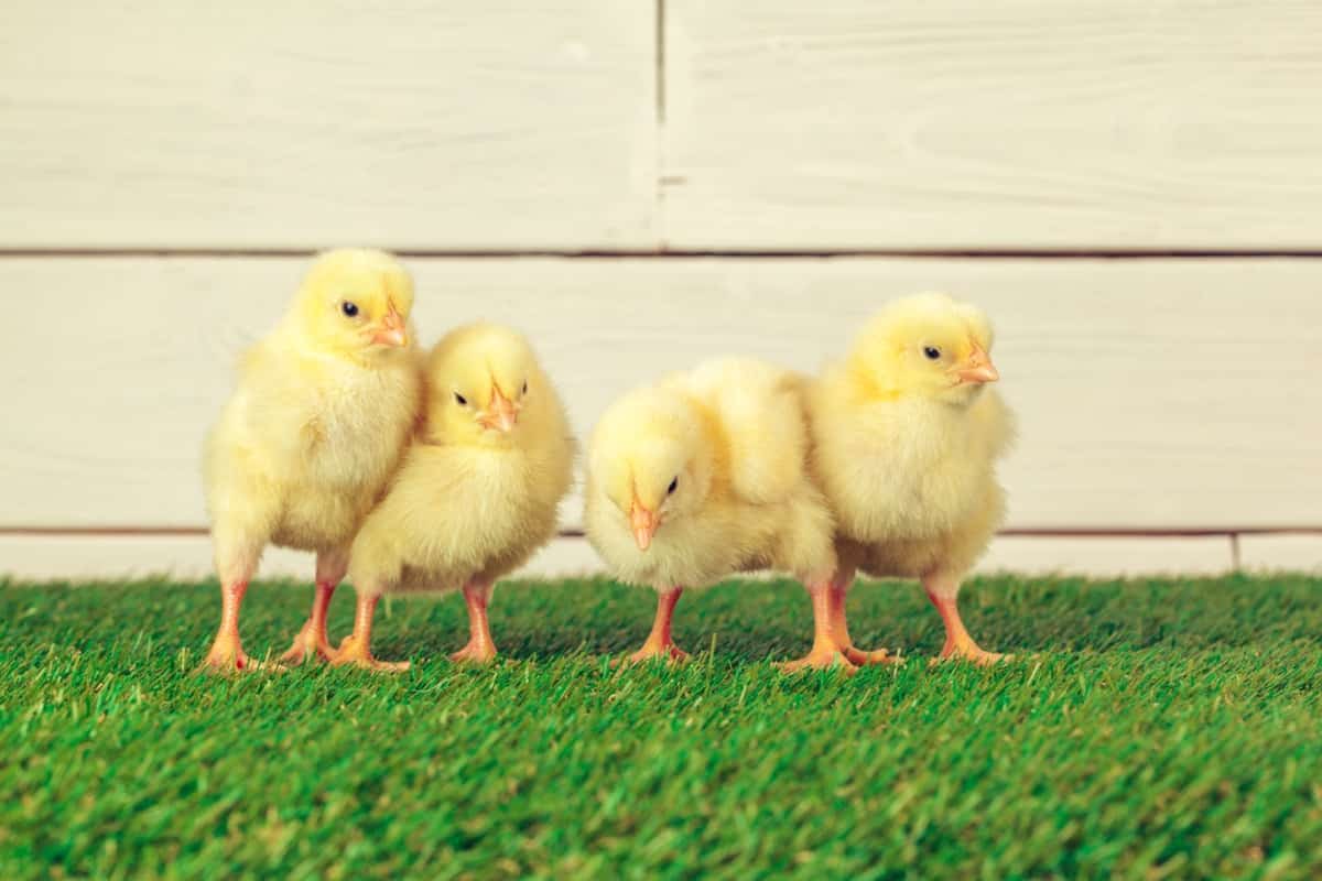 How to Raise Baby Chickens
