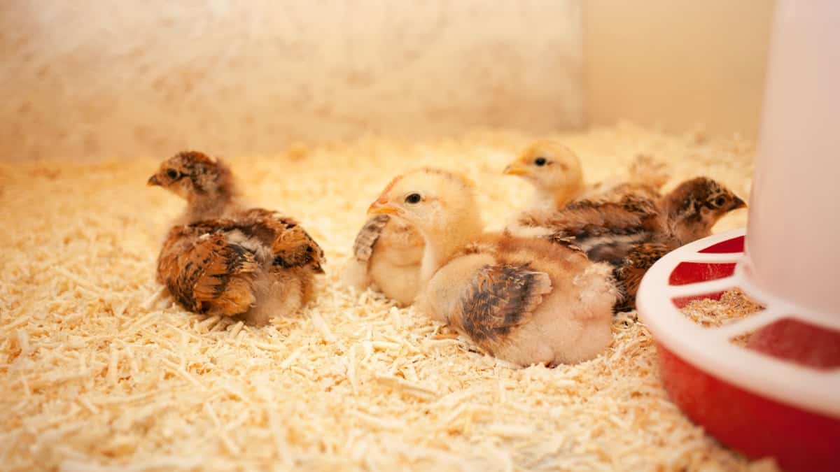 Baby Chicken Care