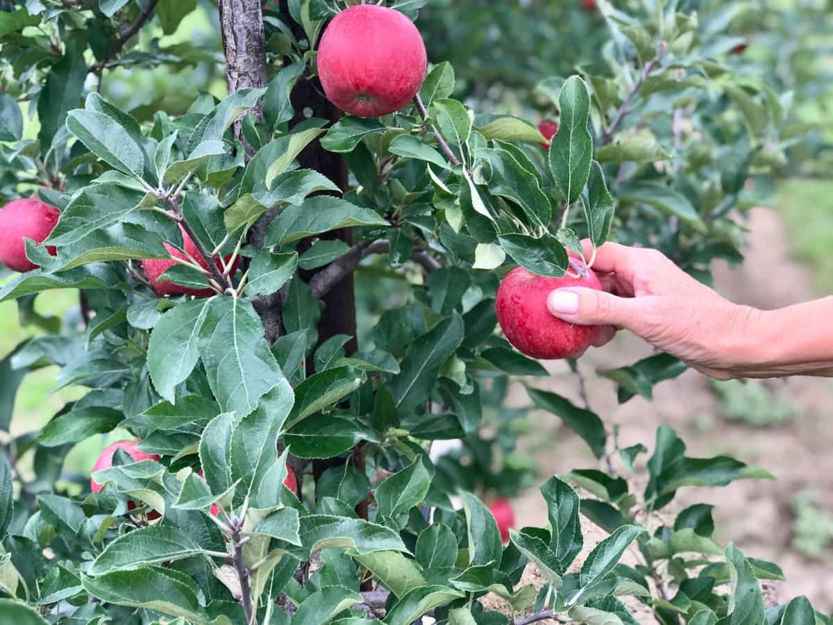 How to Treat Brown Spots on Apple Tree Leaves2