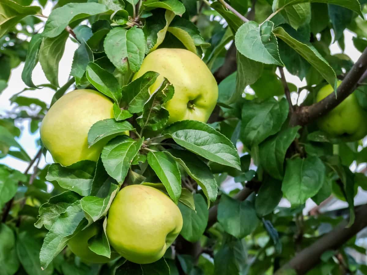 How to Treat Brown Spots on Apple Tree Leaves3