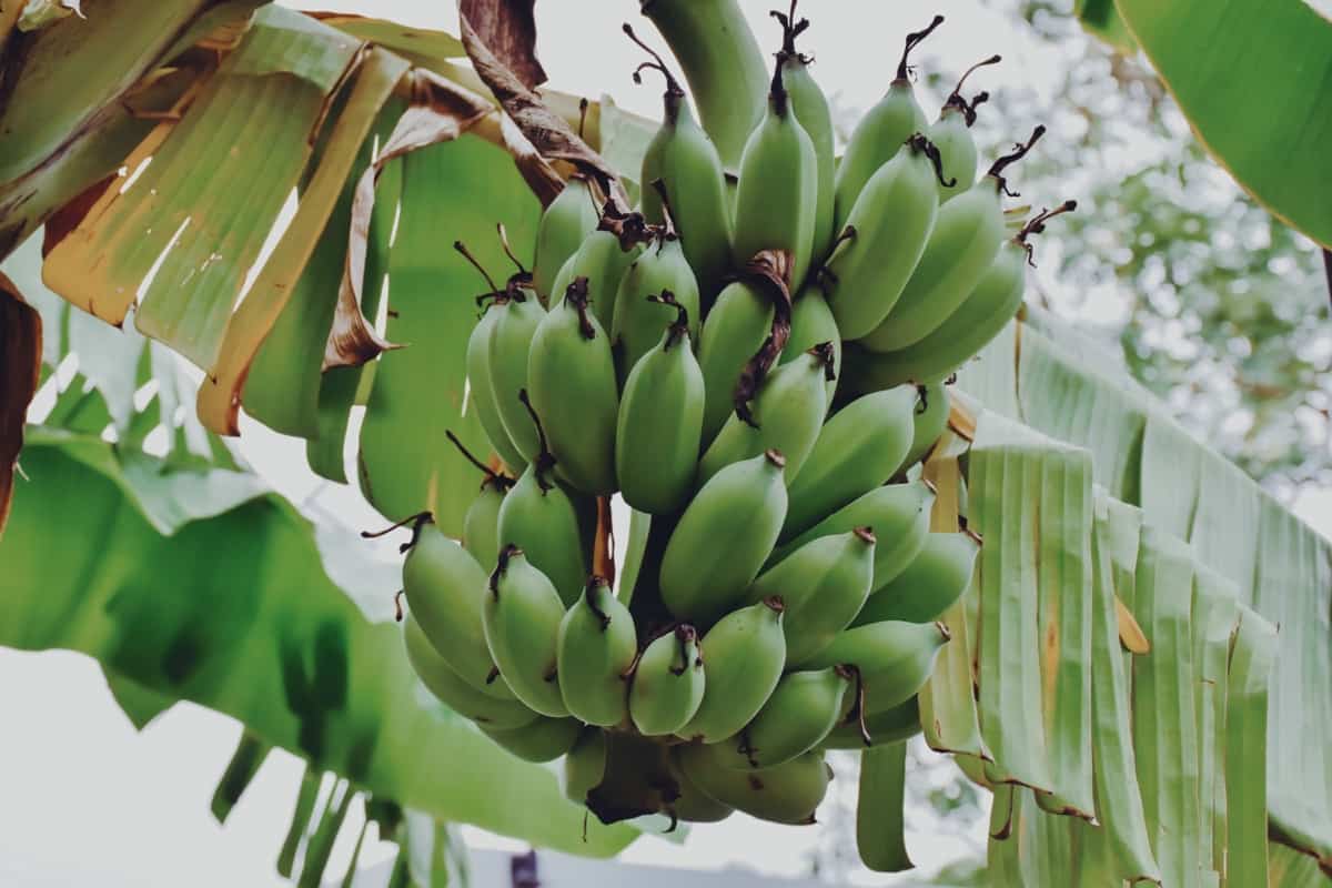 How to Treat Brown Spots on Banana Tree Leaves Naturally
