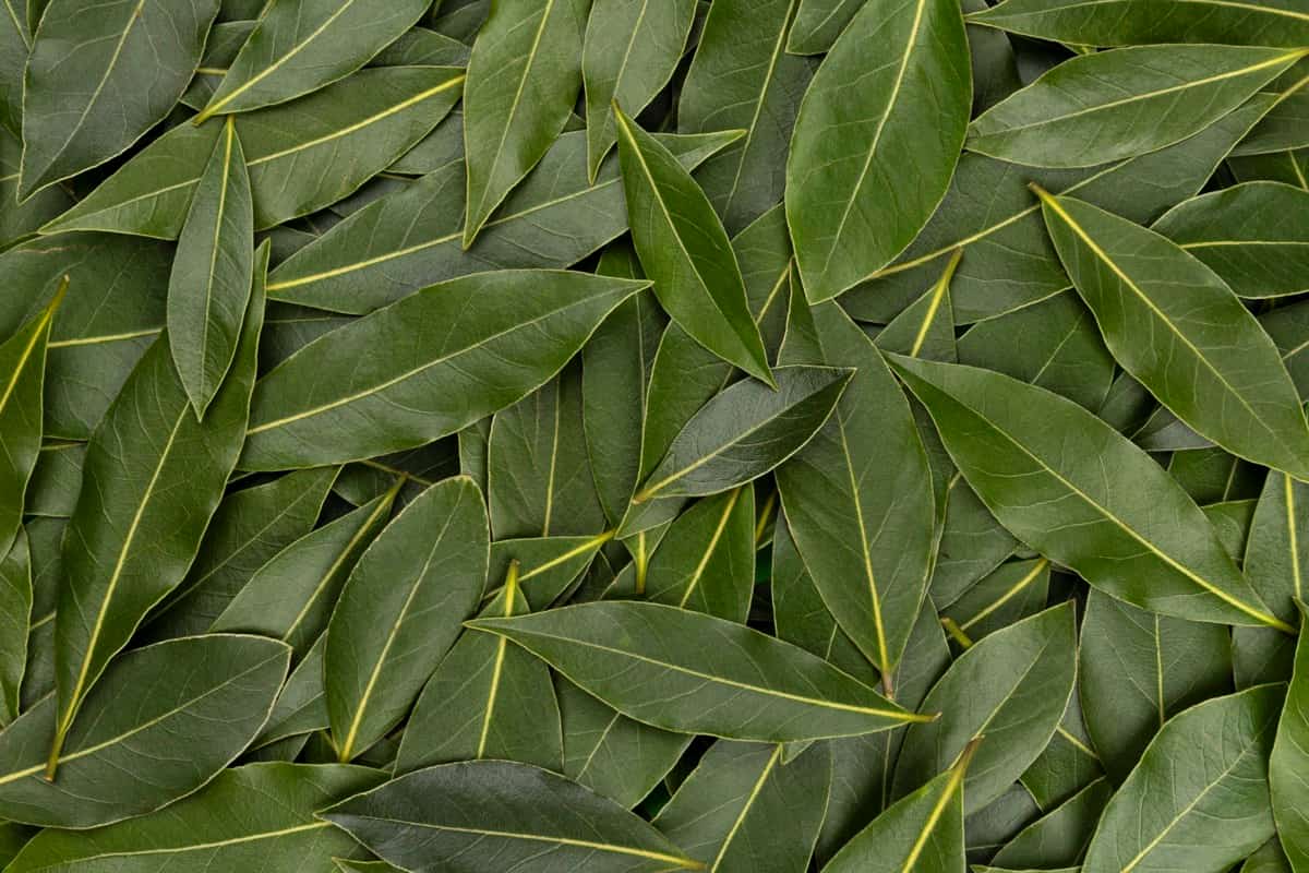 How to Treat Brown Spots on Bay Tree Leaves