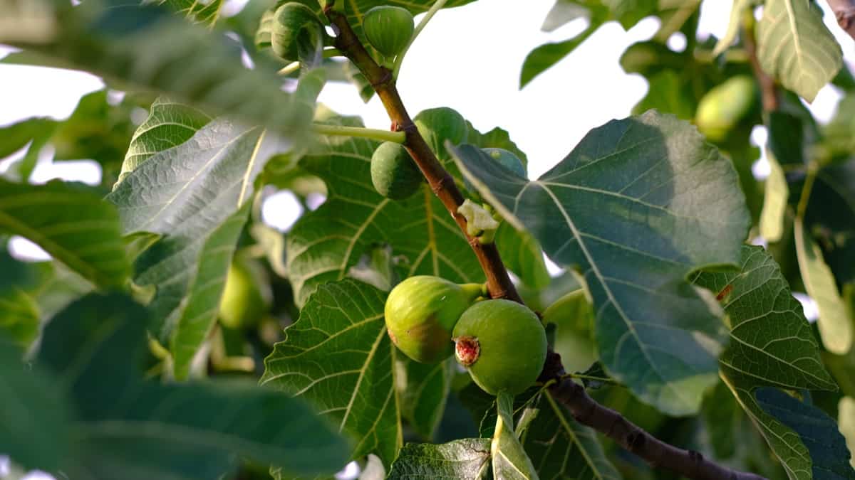 How to Treat Brown Spots on Fig Tree Leaves