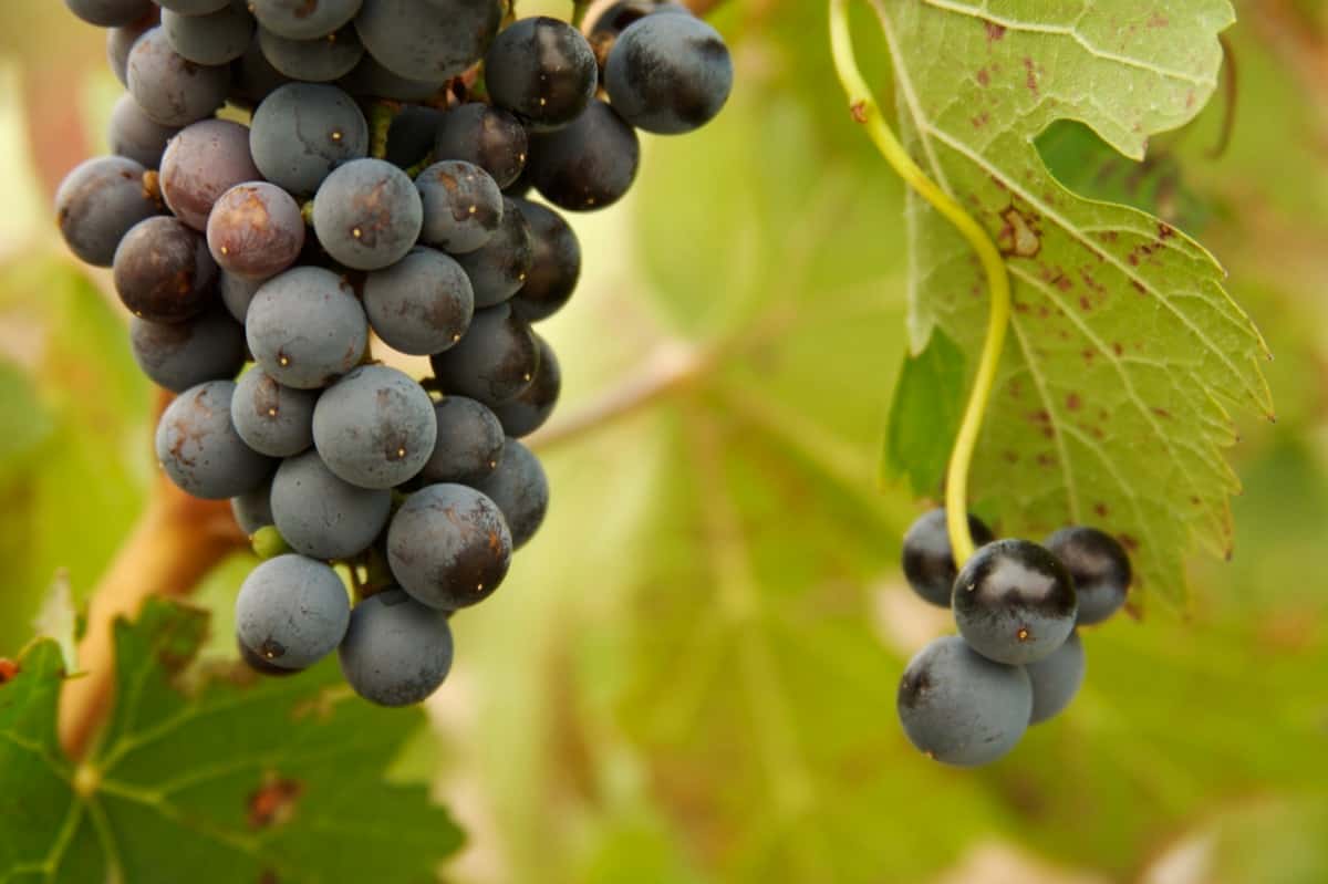 How to Treat Brown Spots on Grapes Vine Leaves2