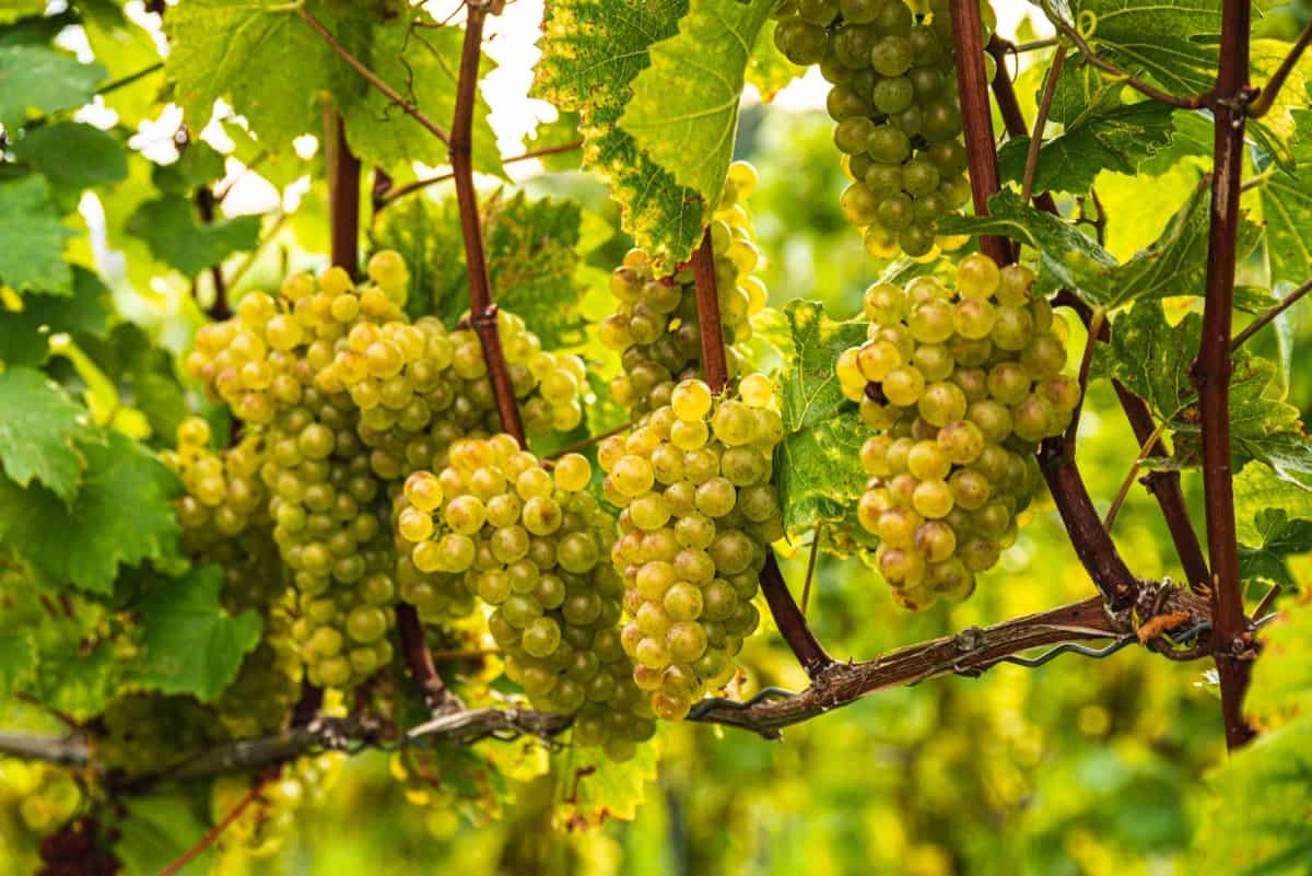 How to Treat Brown Spots on Grapes Vine Leaves3