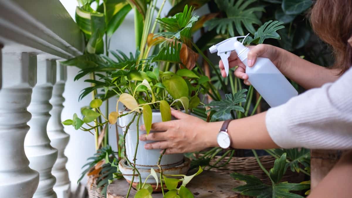 How to Treat Brown Spots on Houseplants Naturally