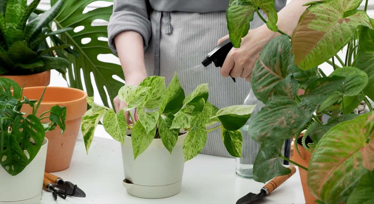 How to Treat Brown Spots on Houseplants Naturally3