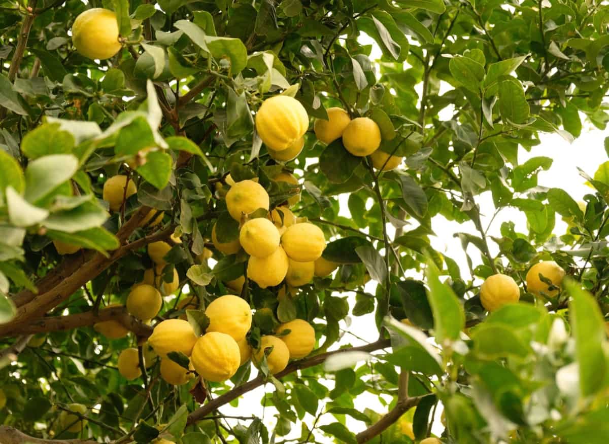 How to Treat Brown Spots on Lemon Tree Leaves2