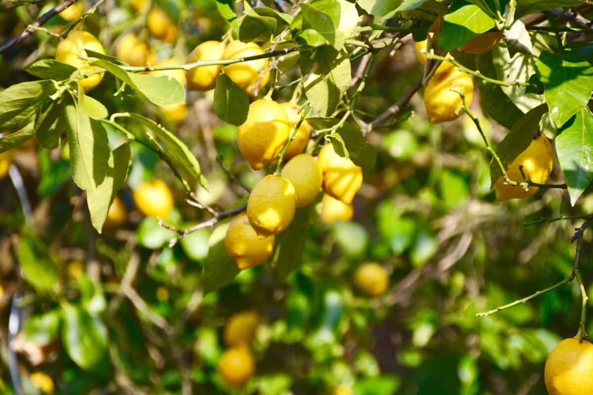 How to Treat Brown Spots on Lemon Tree Leaves3