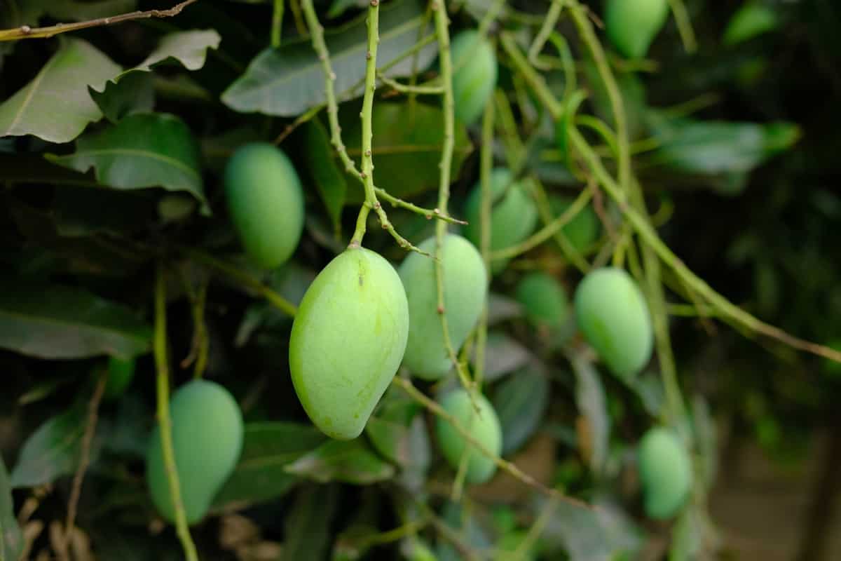 How to Treat Brown Spots on Mango Tree Leaves2