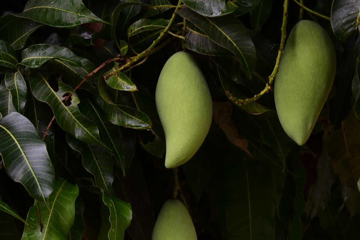 How to Treat Brown Spots on Mango Tree Leaves3