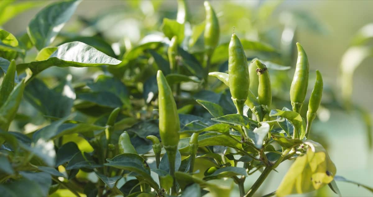 How to Treat Brown Spots on Pepper Plant Leaves