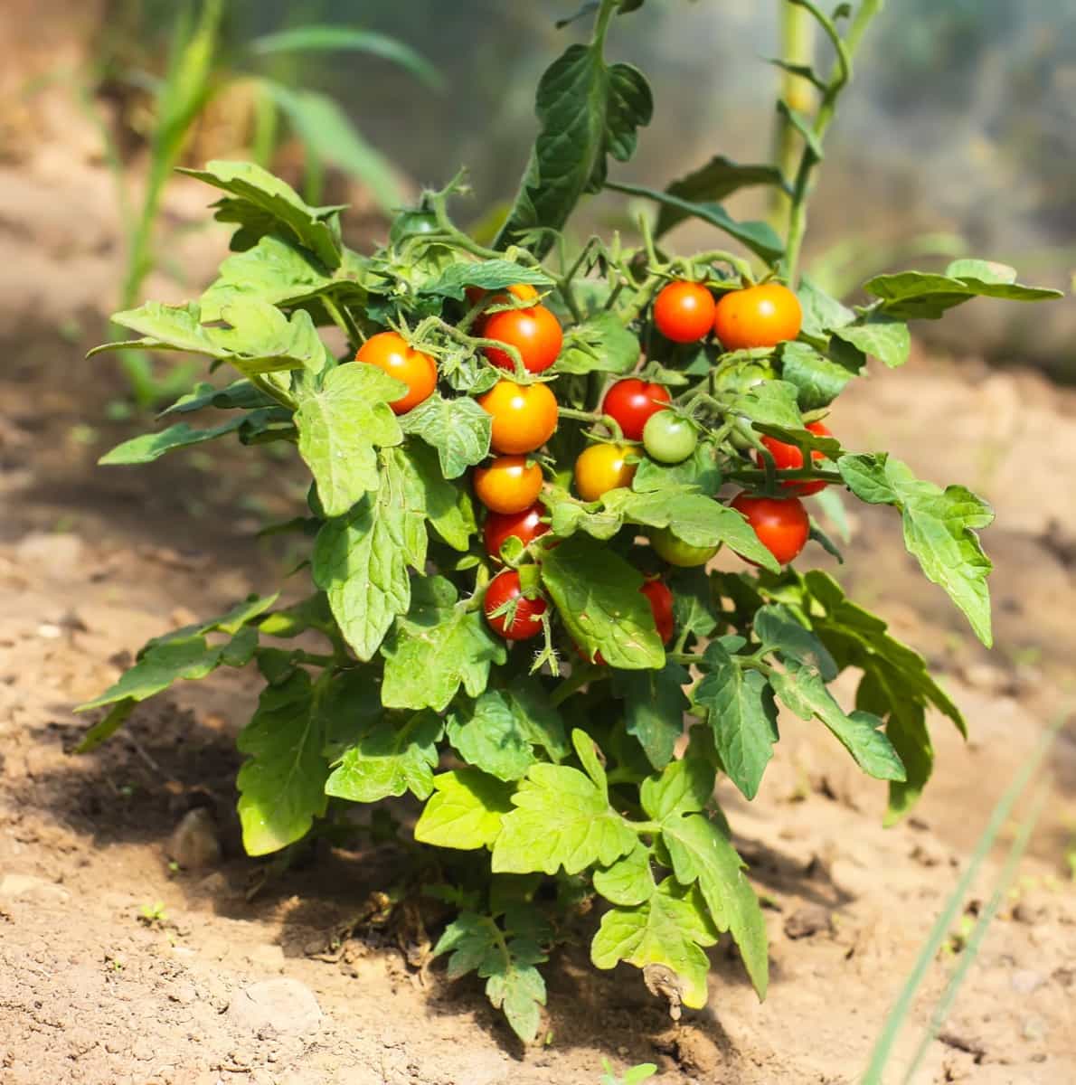 Hybrid Tomato Plant