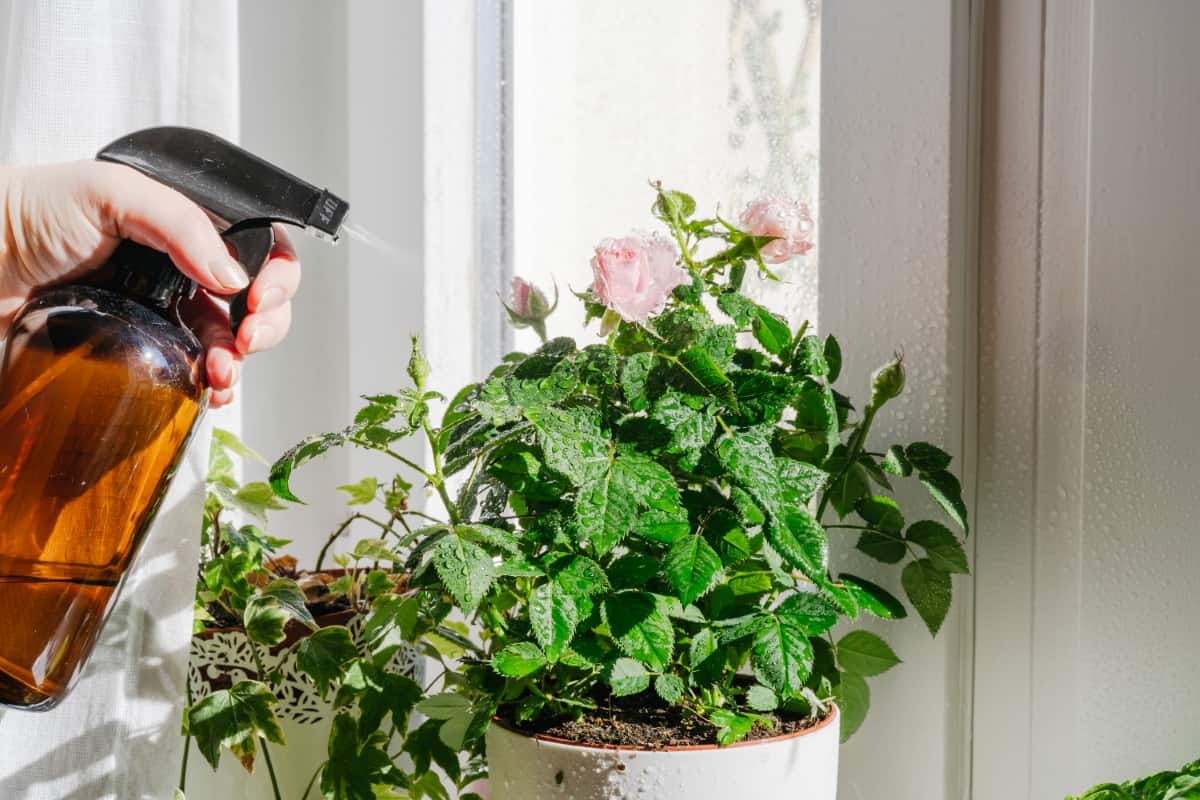 Spraying Indoor Potted Rose