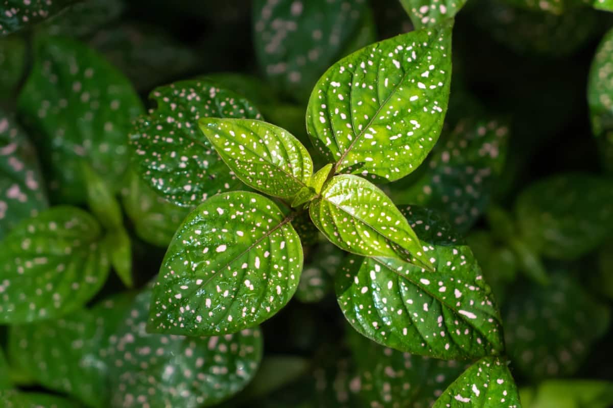 Green Plant with Spots on Leaves