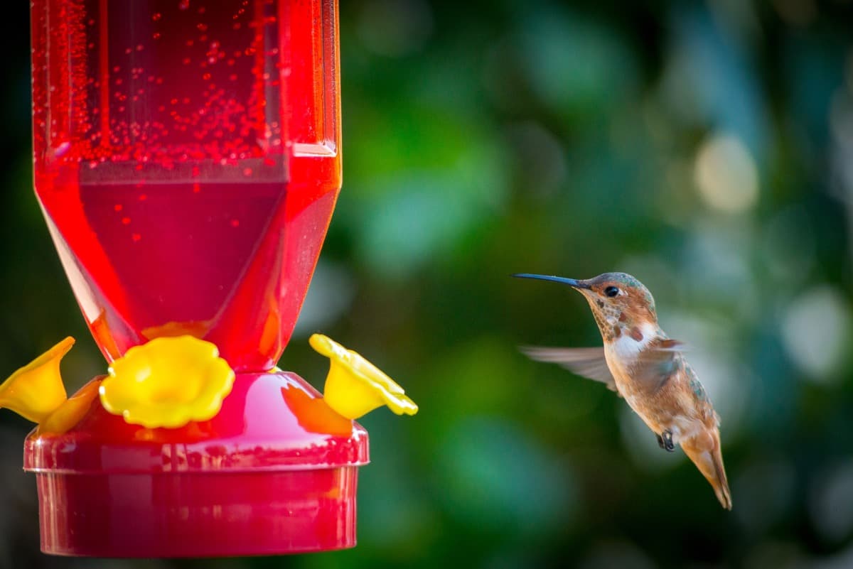 Making Hummingbird Food for Your Garden