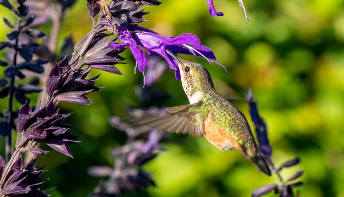 Hummingbird in the Garden