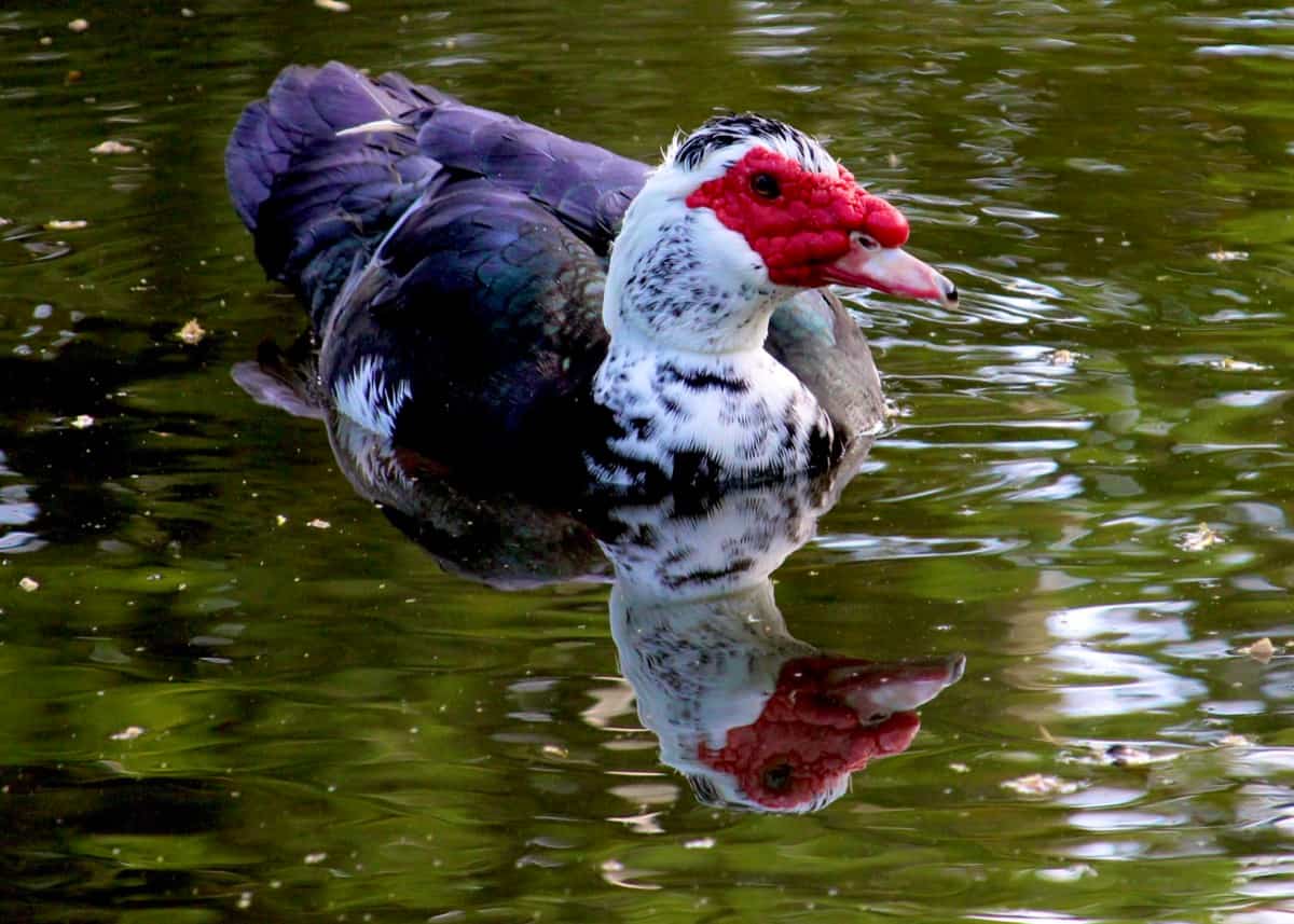 Muscovy Duck Facts4