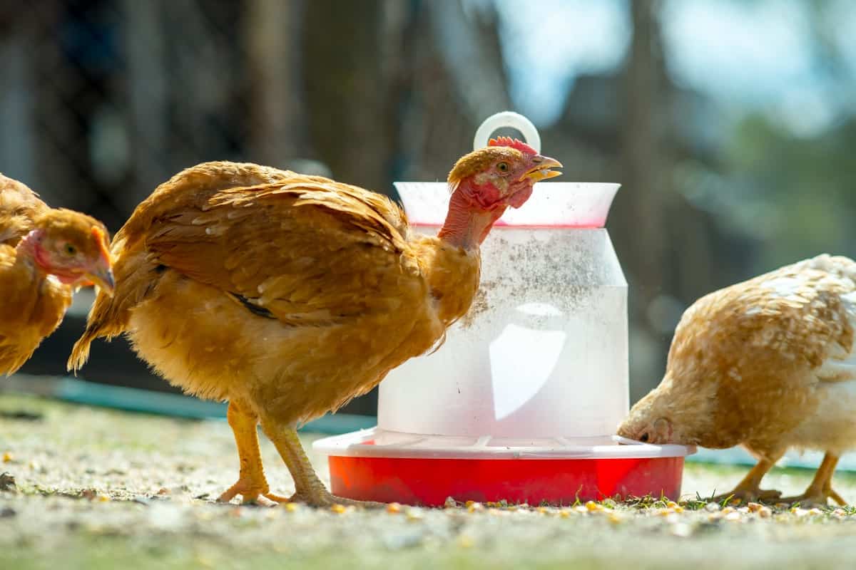 Must Haves for First-Time Beginner Chicken Owners: Chicken Feeder