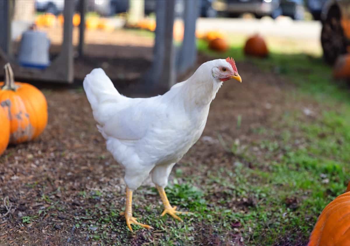 White Chicken Breed