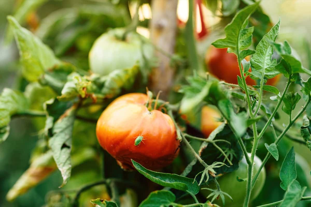 Natural Ways to Control Tomato Plant Pests