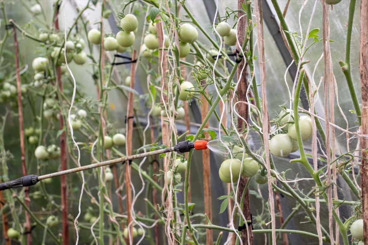 Spaying Pesticide for Tomato Plants