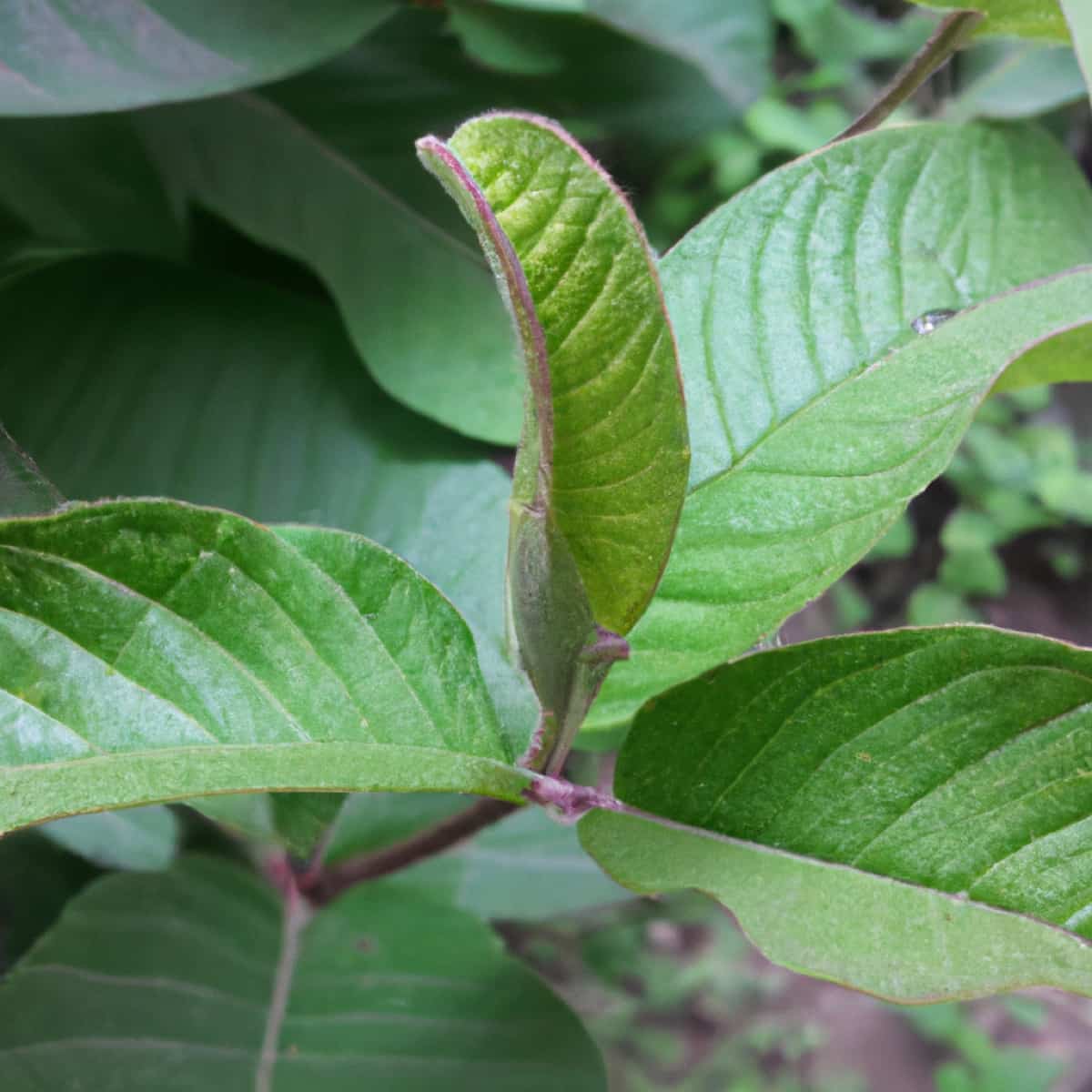 Natural and Organic Ways to Treat Guava Tree Leaf Curl