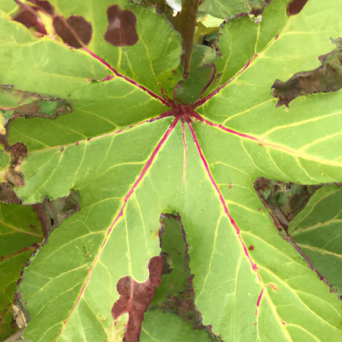 Disease on Okra Leaves 