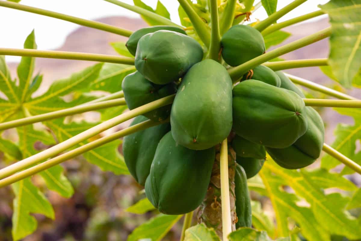 Natural and Organic Ways to Treat Papaya Leaf Curl