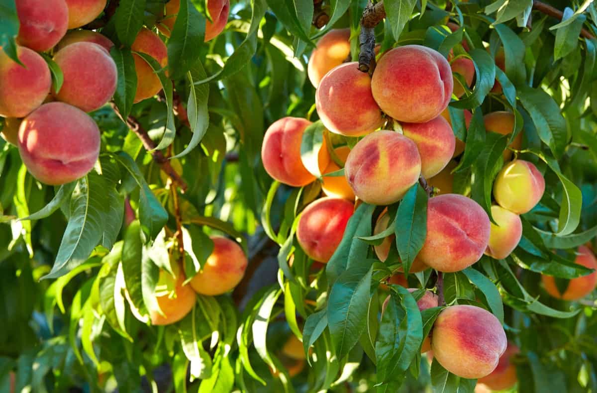 Peach farming