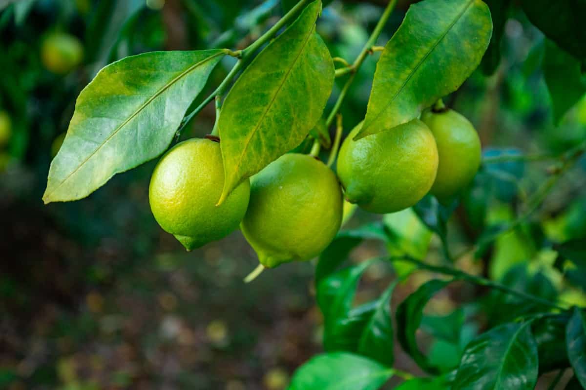 Natural and Organic Ways to Treat Lemon Tree Leaf Curl