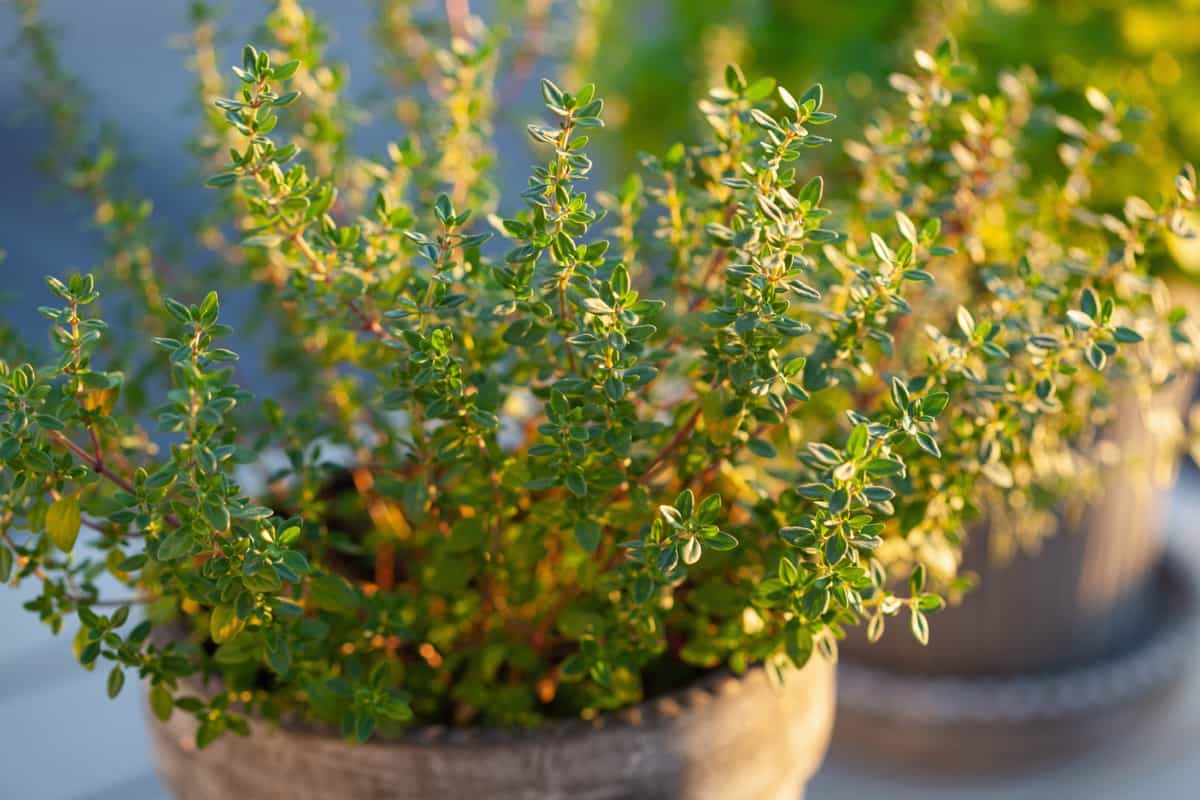 Thyme and lemon balm herb in flowerpot on balcony