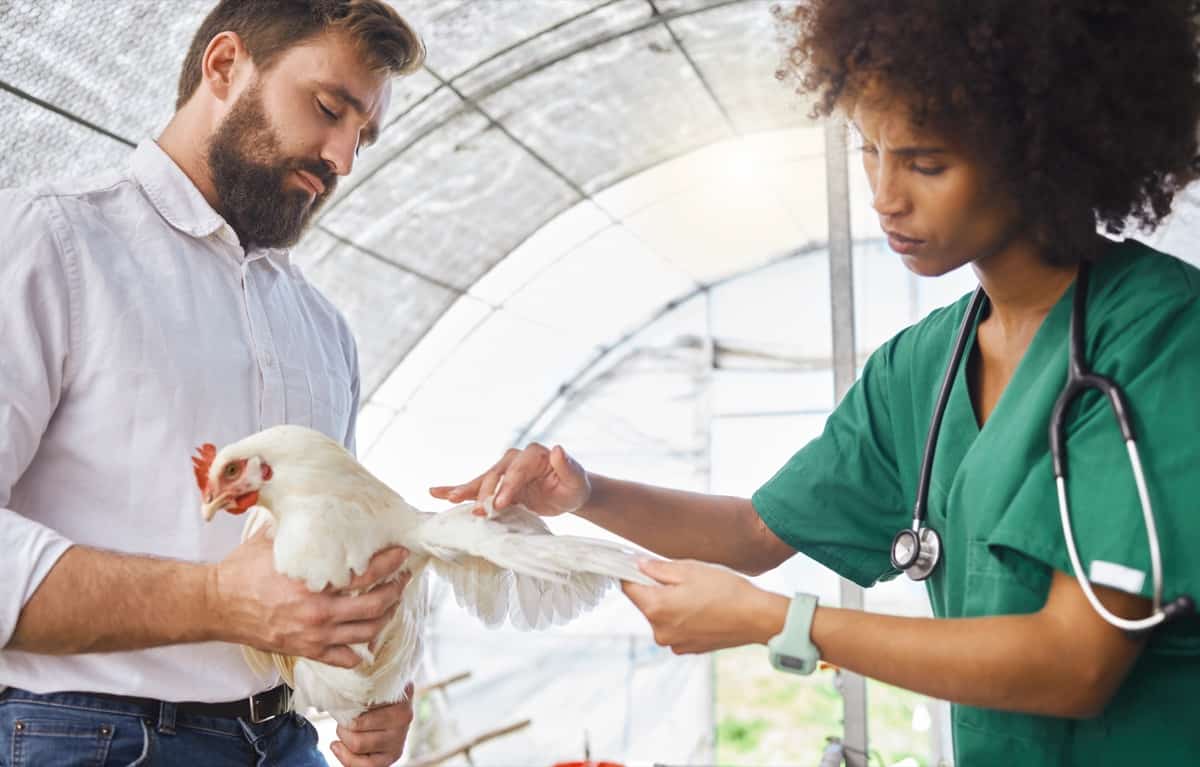 Chicken Disease Management