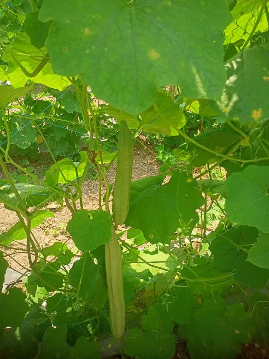 Problems with Ridge Gourd Plants2
