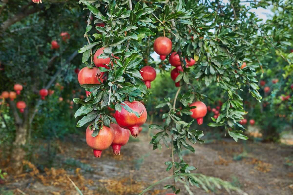 Project Report of 1-Acre Pomegranate Farming