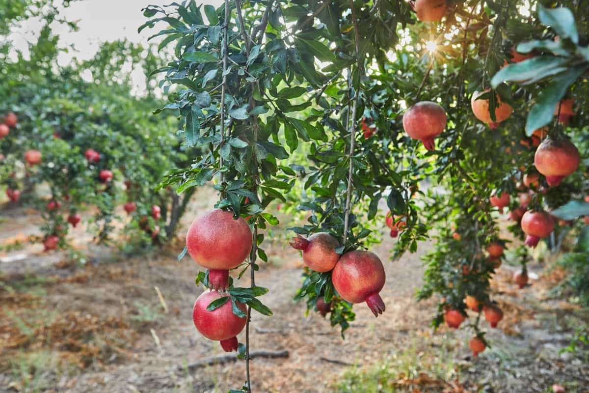 Pomegranate Farming

